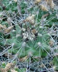 Thelocactus Tulensis