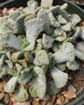 Titanopsis Calcarea