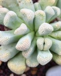 Titanopsis Luederitzii