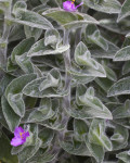 Tradescantia sillamontana