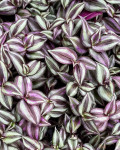 Tradescantia zebrina