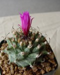 Turbinicarpus Alonsoi