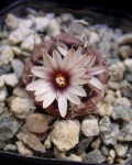 Turbinicarpus Bonatzii