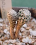 Turbinicarpus Booleanus