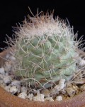 Turbinicarpus Hoferi