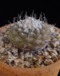 Turbinicarpus Jauernigii