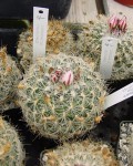 Turbinicarpus Knuthianus