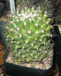 Turbinicarpus Laui