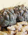 Turbinicarpus Lophophoroides