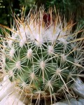 Turbinicarpus Mandragora