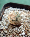 Turbinicarpus Pailanus