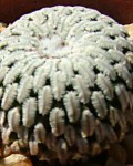 Turbinicarpus Pseudopectinatus