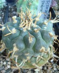 Turbinicarpus Rioverdensis