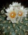 Turbinicarpus Saueri