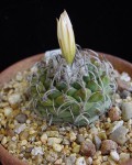 Turbinicarpus Schmiedickeanus