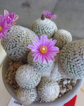 Turbinicarpus Valdezianus