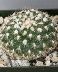 Turbinicarpus X Mombergeri