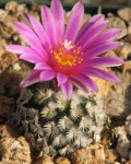 Turbinicarpus X Pulcherrimus