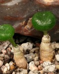 Tylecodon Opelii