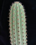 Weberbauerocereus Cuzcoensis