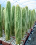 Weberbauerocereus Johnsonii