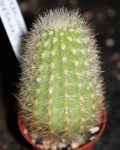 Weberbauerocereus Weberbaueri