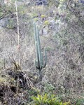 Weberbauerocereus Winterianus