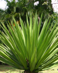 Yucca