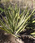 Yucca Baccata