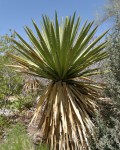 Yucca Carnerosana