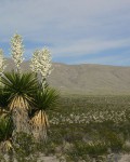 Yucca Faxoniana