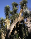 Yucca Filifera