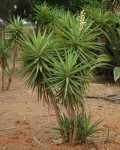 Yucca gigantea