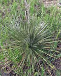 Yucca Glauca