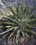 Yucca Harrimaniae