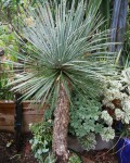 Yucca Linearifolia