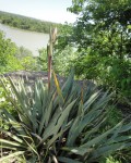 Yucca Pallida