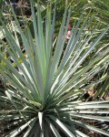 Yucca Rigida