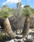 Yucca Rostrata