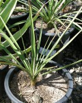 Yucca Rupicola