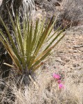 Yucca Schidigera