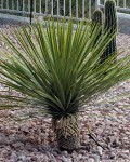 Yucca Thompsoniana