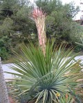 Yucca Whipplei