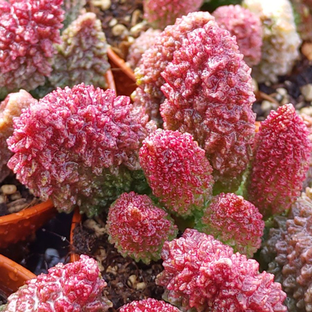 Adromischus marianiae 'Herrei' - insukuland