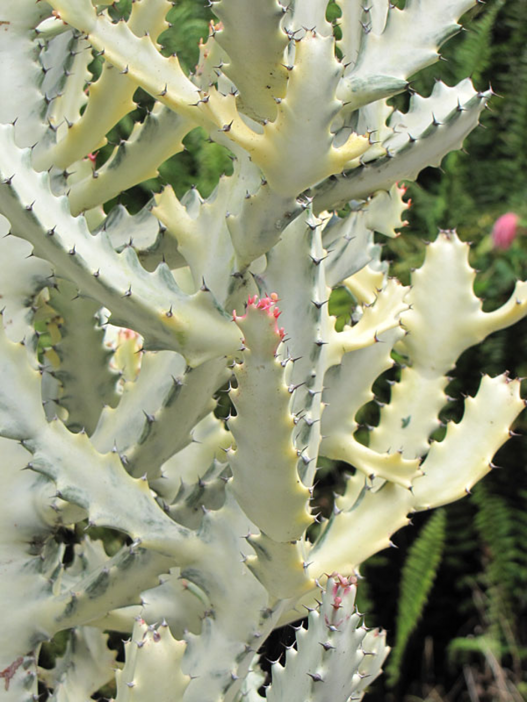 Euphorbia lactea White Ghost - insukuland