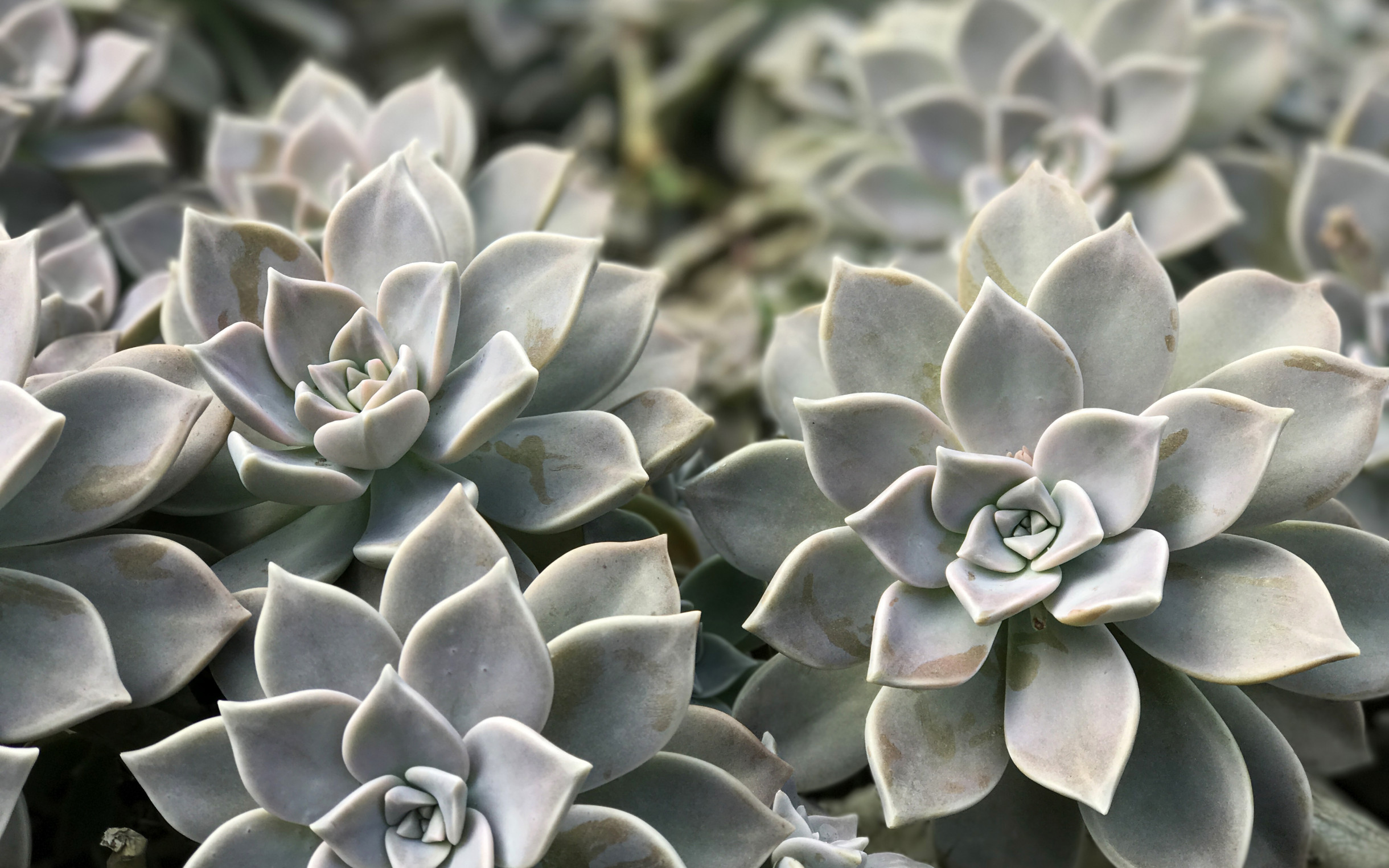 Graptopetalum Paraguayense Bakımı - Insukuland